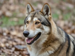 L'homme est un loup pour l'homme explication simple à la lumière des philosophes classiques